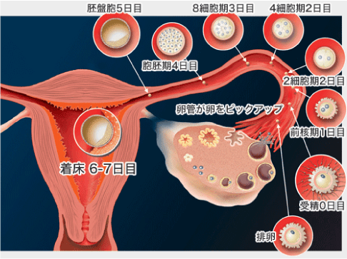 症状 すぐ 受精 後 妊娠された方、受精時に感じた症状ってありますか？